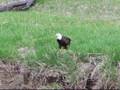 free mp3 The Eagles : The Eagles by Earth Songs