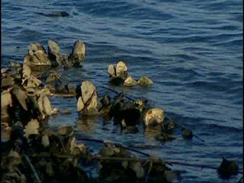 how to harvest oysters in nc