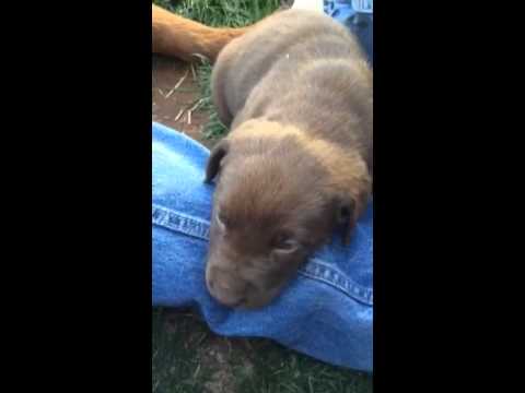 Chocolate lab puppy noises