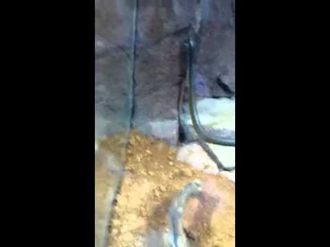 reptileshowtexasstyle - Watch it.