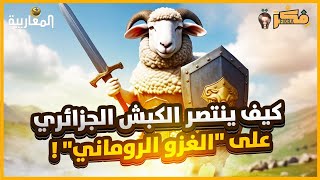 كيف ينتصر الكبش الجزائري الأصيل على خروف رومانيا؟ #الجزائر #تبون