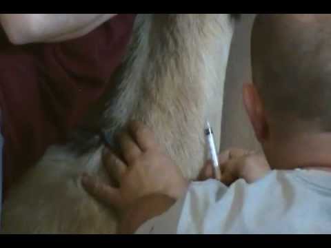 video-linktoworks-How to draw blood from a goat for testing. - YouTube