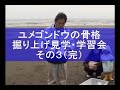 ユメゴンドウの骨格掘り上げ見学・学習会その3