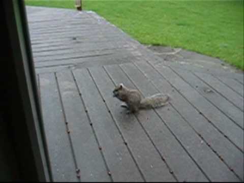 Squirrel eating dead june bug ...