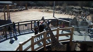 Cheyenne Mountain Zoo Outdoor Giraffe Cam2