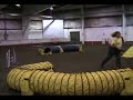 Agility Darwin Dog Master Steeplechase Leg13