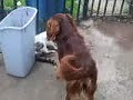 Jugoso violador Jugoso violador