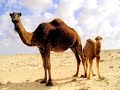 Camel Song Camel Song