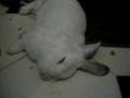 Boof in a Deep Sleep