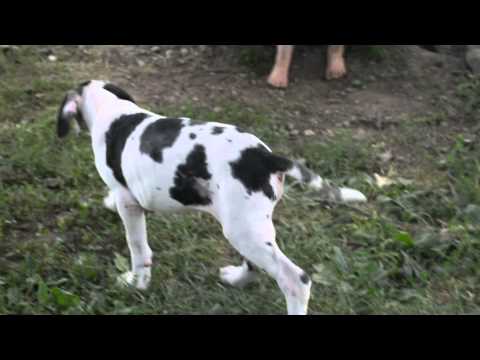 Dancing with Danes Puppies