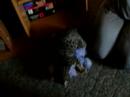 Cat humping stuffed toy doggy
