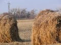 Stealthy Pheasant of Doom
