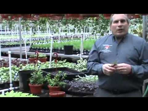 how to replant spider plant babies