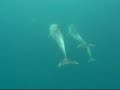 Dolphins in Mikura-Is.?2008/06 - 1