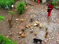 Huanta alimentando gallinas y pollitos Huanta alimentando gallinas y pollitos