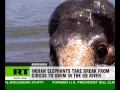 Indian elephants take a dip in Siberian river