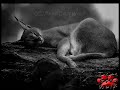 The Caracal