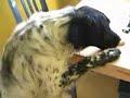 obedient dog 2 obedient dog 2