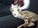 Mythos the bengal cat playing Mythos the bengal cat playing