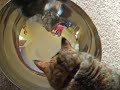 Penny Lane and the wormhole