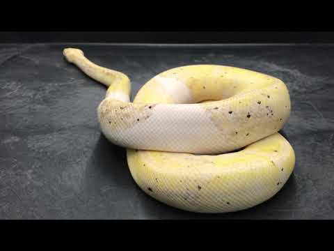 YouTube reptile video