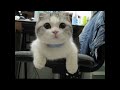 Fwd: #Funny Cats Images Caturday Cat rules the world http://www.youtube.com/watch?v=2gruoleizDc #funnycats #caturday #funnycat (via http://ff.im/1frElV) #aww #cute #lovely #love