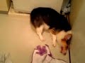 ???????????????????Welsh corgi pembroke?