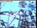 1. dio - Zivotinje ..... www.cazin.net