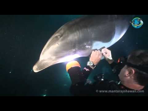 A sérült delfin segítséget kér egy búvártól