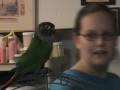 videos de Conure dances to Winter Wonderland -Manu Aloha Conure