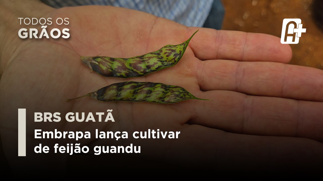 Solução Inovadora para Recuperar Pastagens Degradadas.