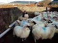 Sean the sheep shagger! Sean the sheep shagger!
