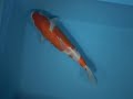 Tategoi-koi koi stock 200065 Tategoi-koi koi stock 200065