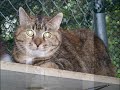 Hillside SPCA Cat Crisis! Hillside SPCA Cat Crisis!