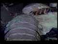Time-lapse video of deep-sea feeding frenzy