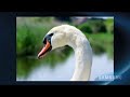 Chris Weston shoots wildlife with the Samsung GX20