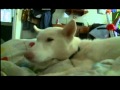 Attacked Husky dog reunites with family