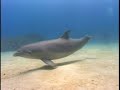 Roatan Honduras (Dolphin Dive) 2006 Roatan Honduras (Dolphin Dive) 2006