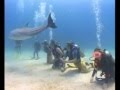Roatan Honduras (Dolphin Dive) 2006