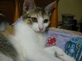 ミケランジェロ