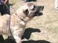 kangal k?z??t?rma kangal k?z??t?rma