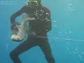 sinarit dentice di?li zipkin ile ta? alti. alanya/ turkey