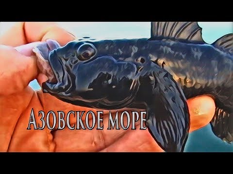 приманка для ловли бычка на азовском море приманка для ловли бычка на азовском море