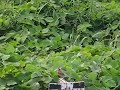 ホオジロのさえずり　the Emberiza cioides is warbling
