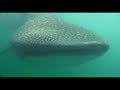 Whale shark Whale shark