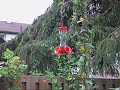 Rubythroat Hummingbird in the Feeder