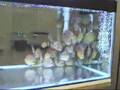 Young discus