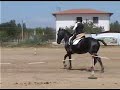 Dressage in Monta da Lavoro,WORKING EQUITATION. Dressage in Monta da Lavoro,WORKING EQUITATION.