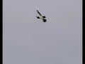 L59 Albatross L59 Albatross