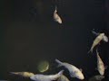 Cha Utsuri Koi 1 Cha Utsuri Koi 1